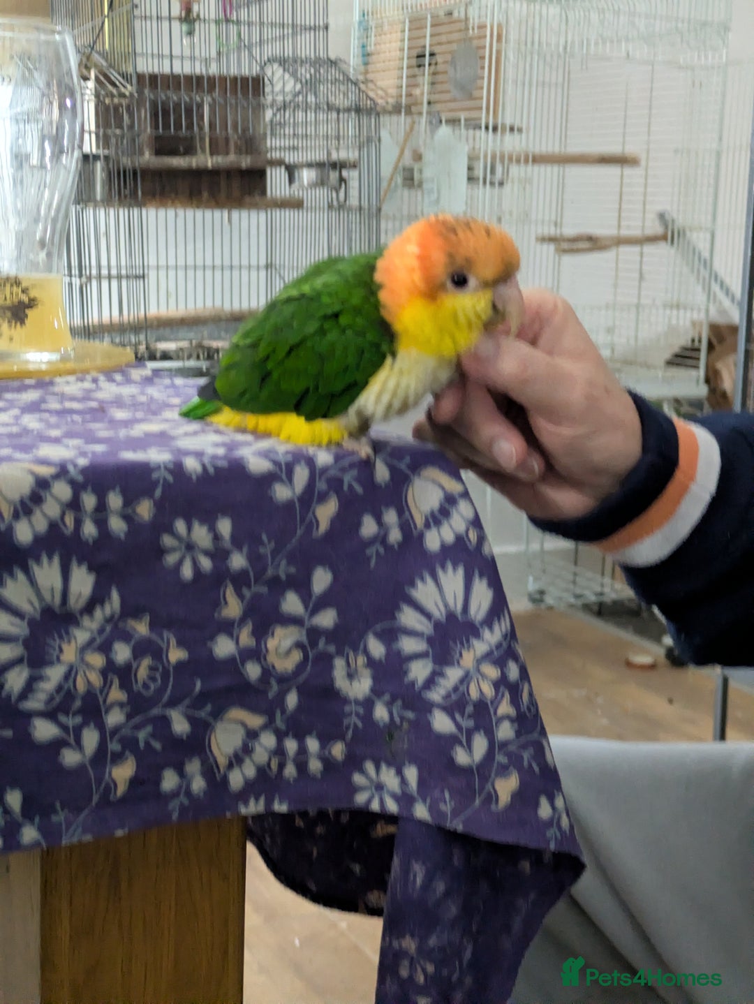 Parrots birds for sale: Yellow headed caiques baby girl very friendly - Advert 10