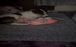 Border Collie dogs for sale: Tess 2 years old rehoming - Image 2