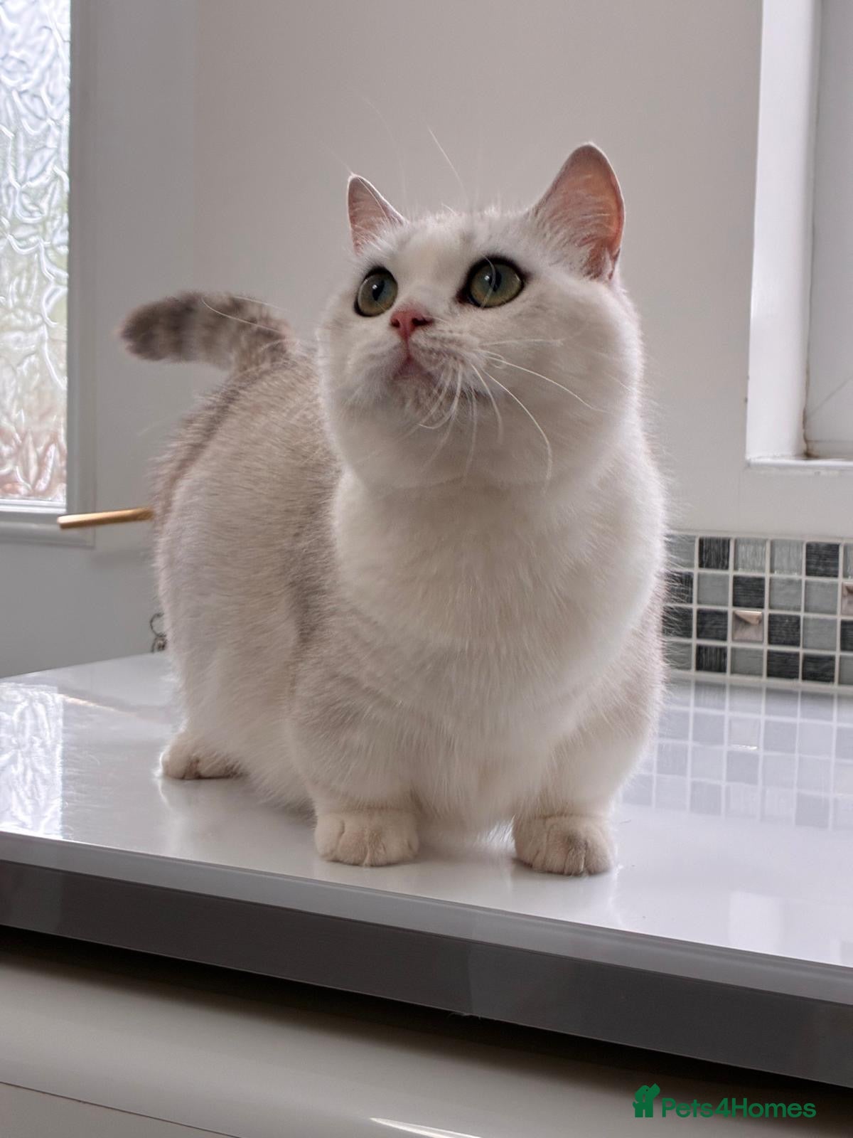 Munchkin cats for sale: 15 month old silver tipped BSH FEMALE munchkin - Advert 2