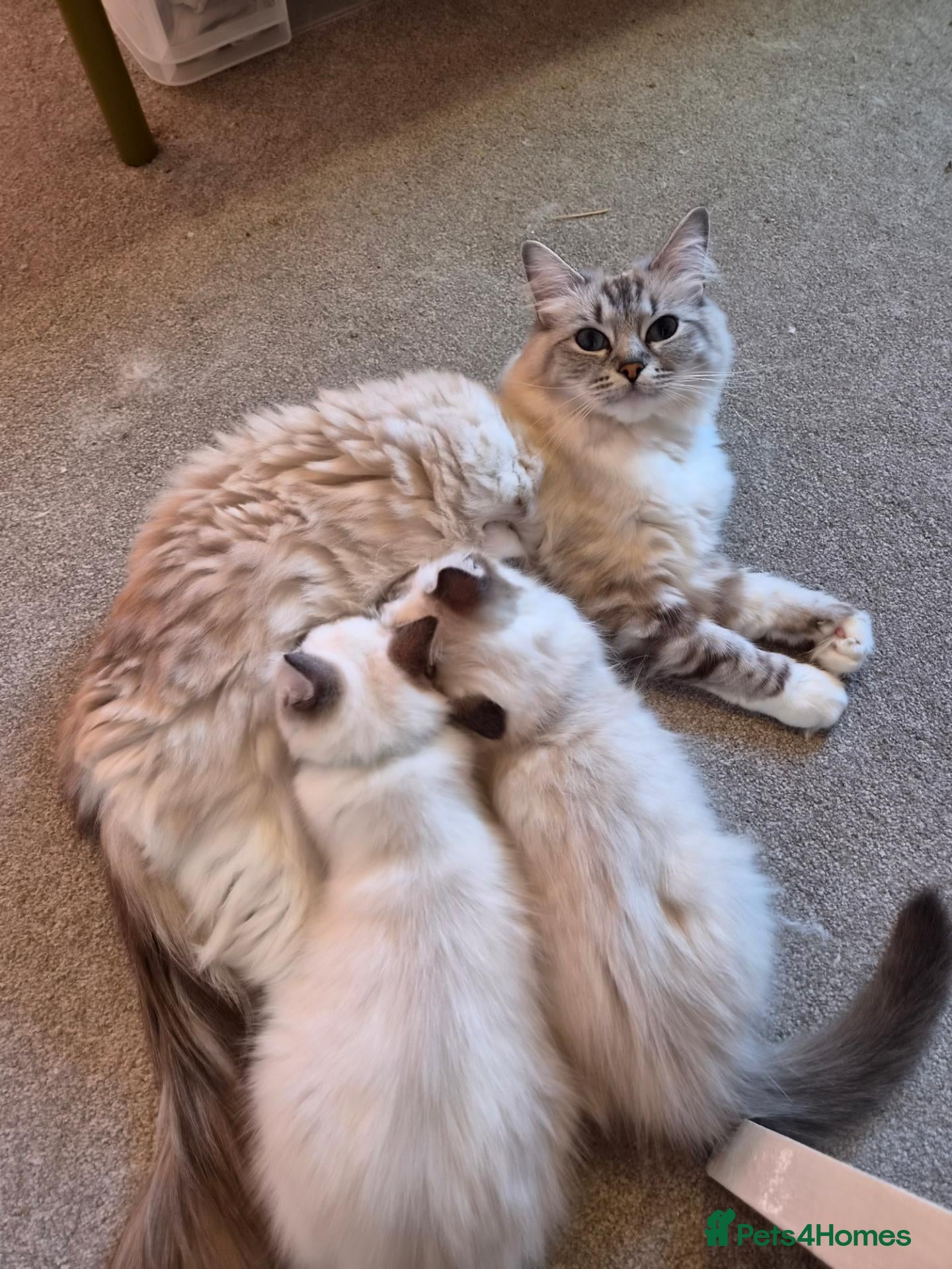 Ragdoll cats 2 TICA registered Ragdoll Kitten South Lanarkshire - Advert 4