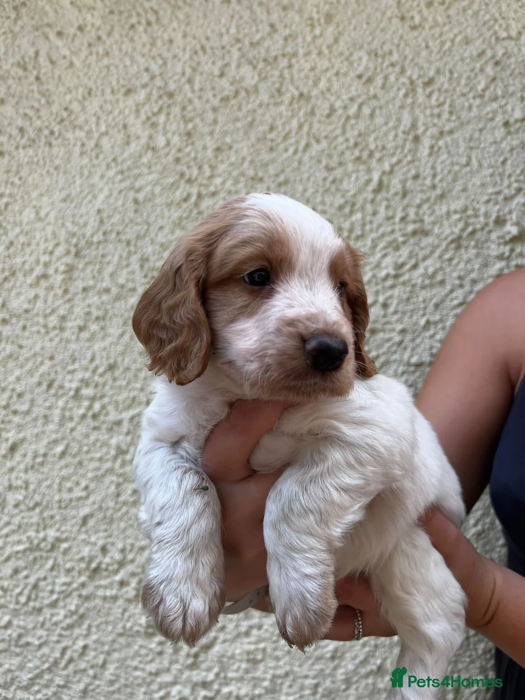 Cocker Spaniel dogs for stud: Blue roan and tan cocker stud dog in Frome - Advert 15