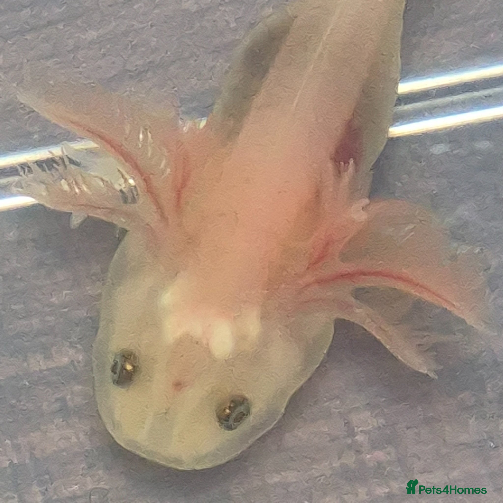 Axolotl reptiles Beutiful Lucianic Albino Babies 3 months old - Advert 2