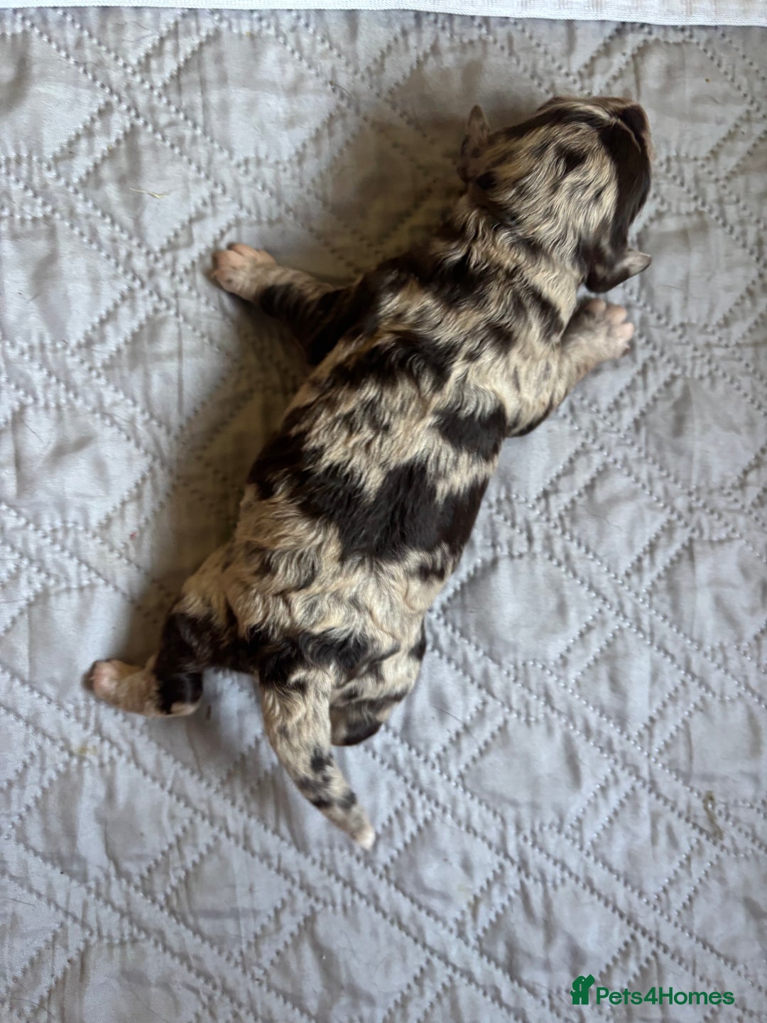 Cockapoo dogs for sale: Beautiful F1 Cockapoo  - Image 6