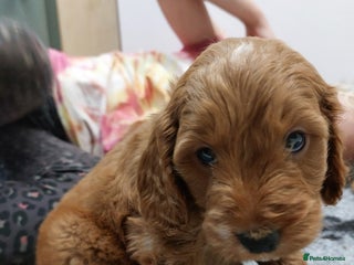 Cockapoo dogs 1 Left Beautiful Cockapoo Puppies,health tested - Advert 10