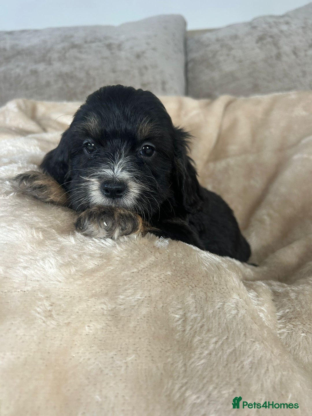Cockapoo dogs for sale: Adorable F1 cockapoo puppies  - Image 6