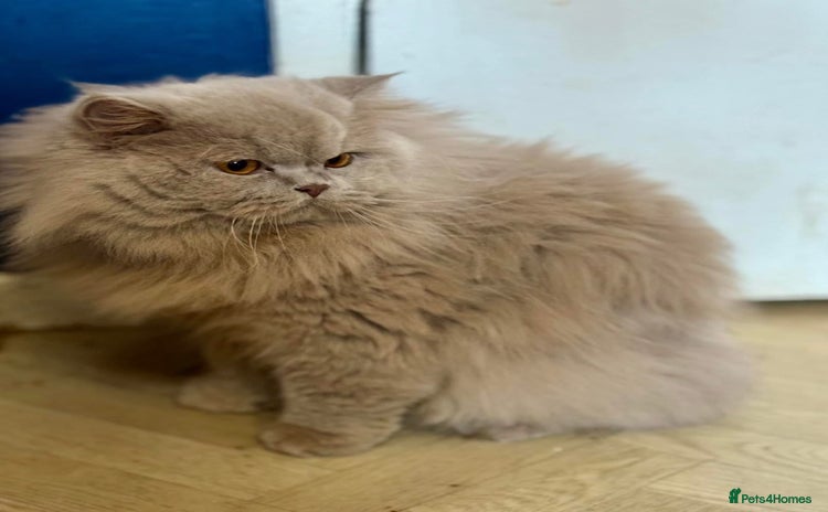 British Shorthair cats - Advert 3