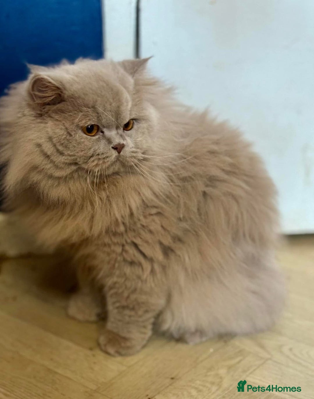 British Shorthair cats for sale: Fawn neutered male British longhair  - Image 1