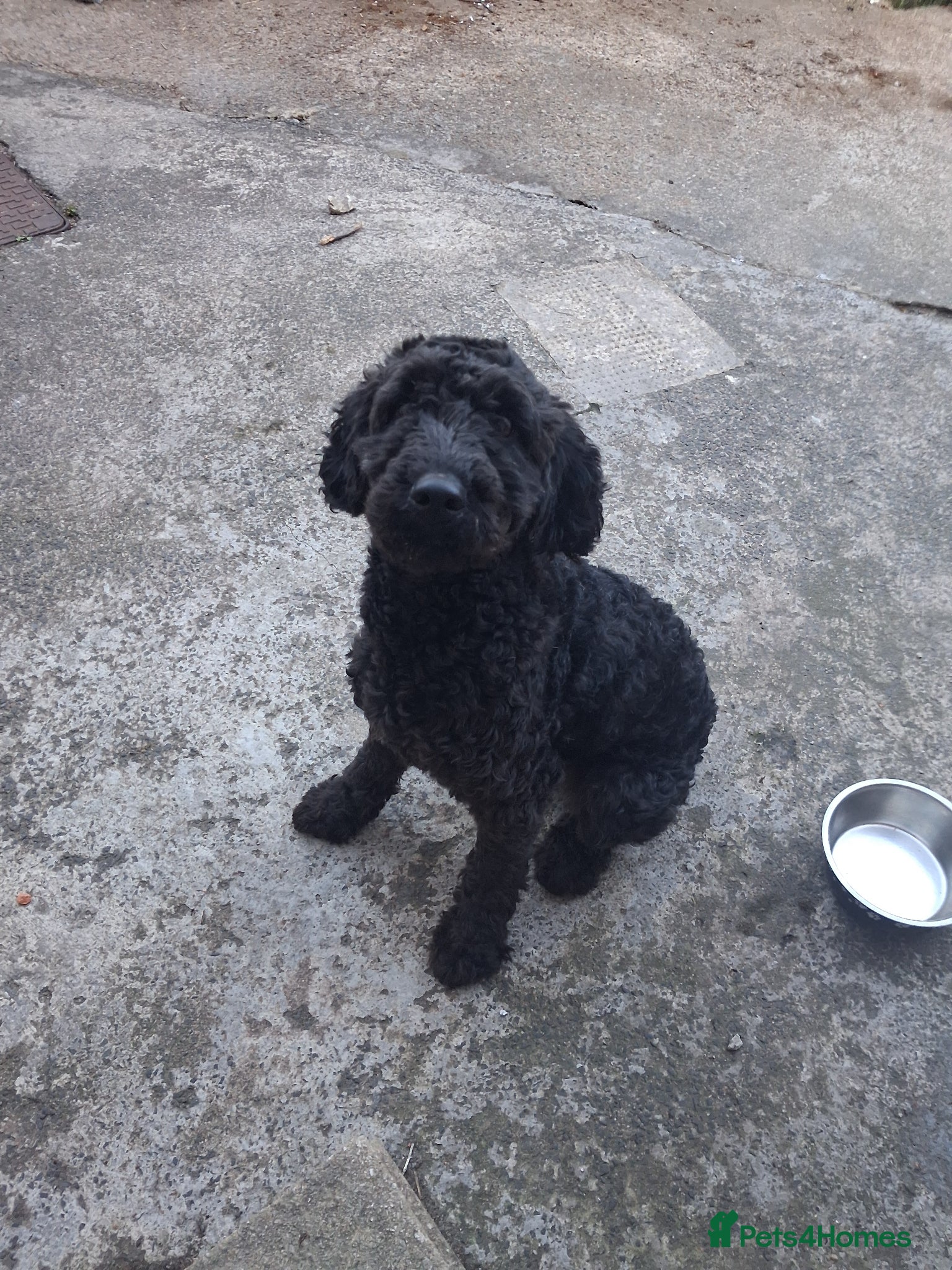 Cockapoo dogs 1 year old female cockapoo - Advert 1