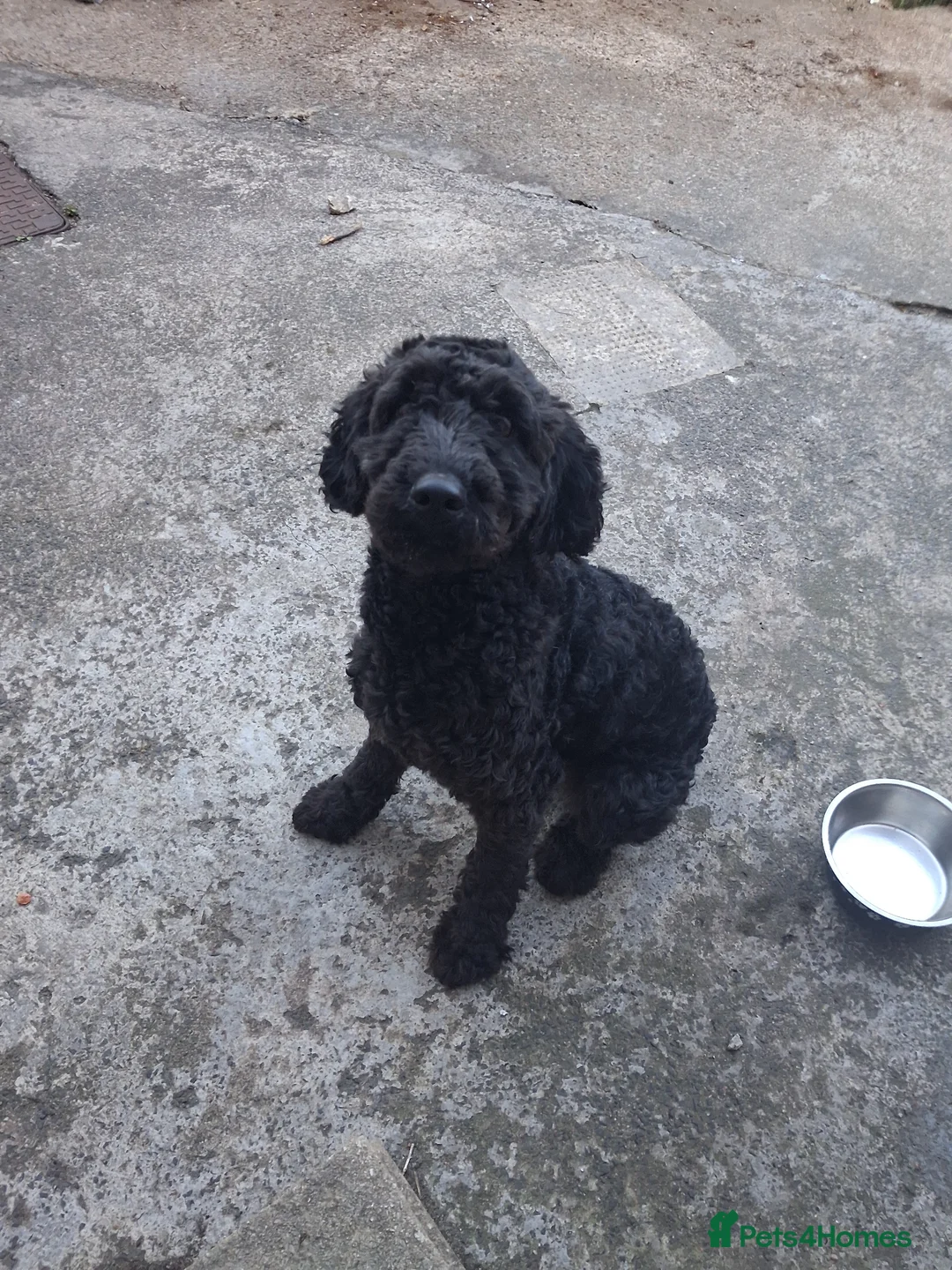 Cockapoo dogs for sale: 1 year old female cockapoo in Morpeth - Advert 1