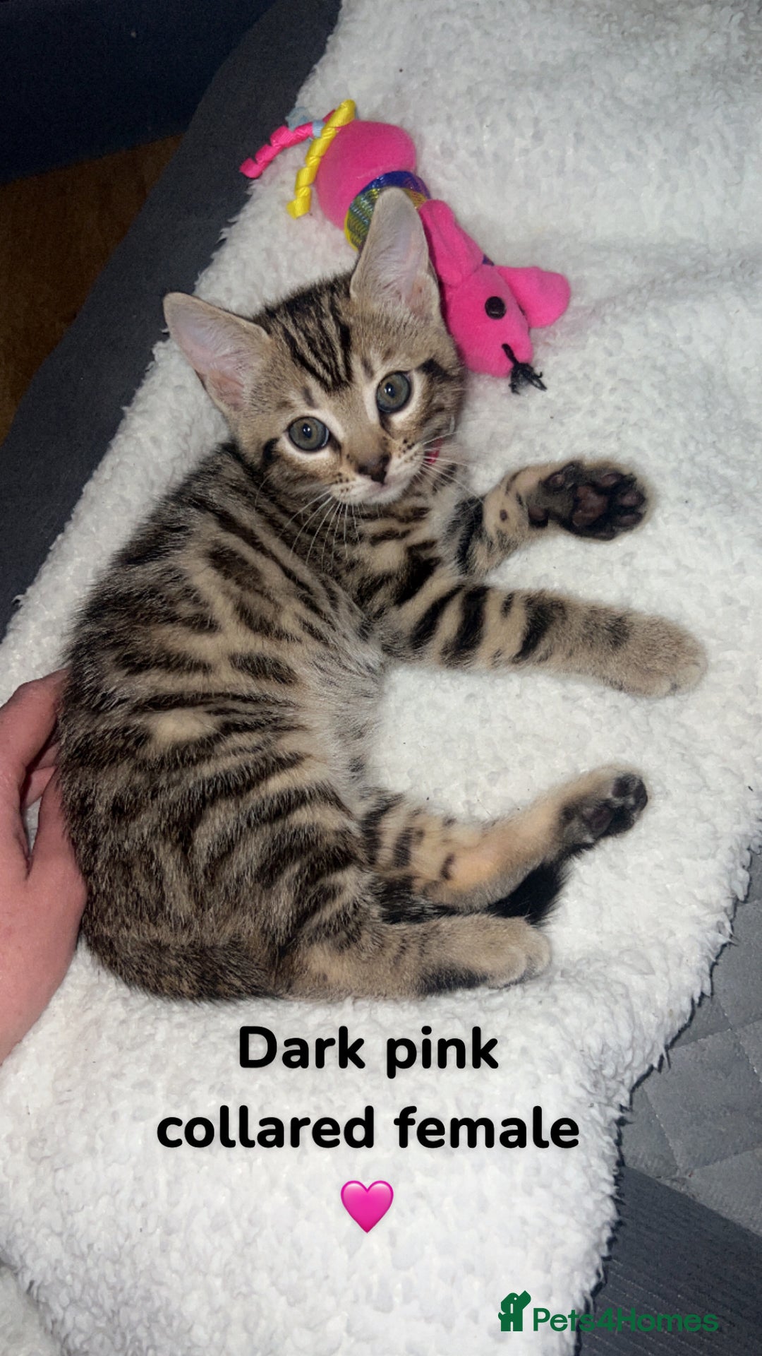 Bengal cats for sale: Beautiful Bengal kittens  - Advert 2