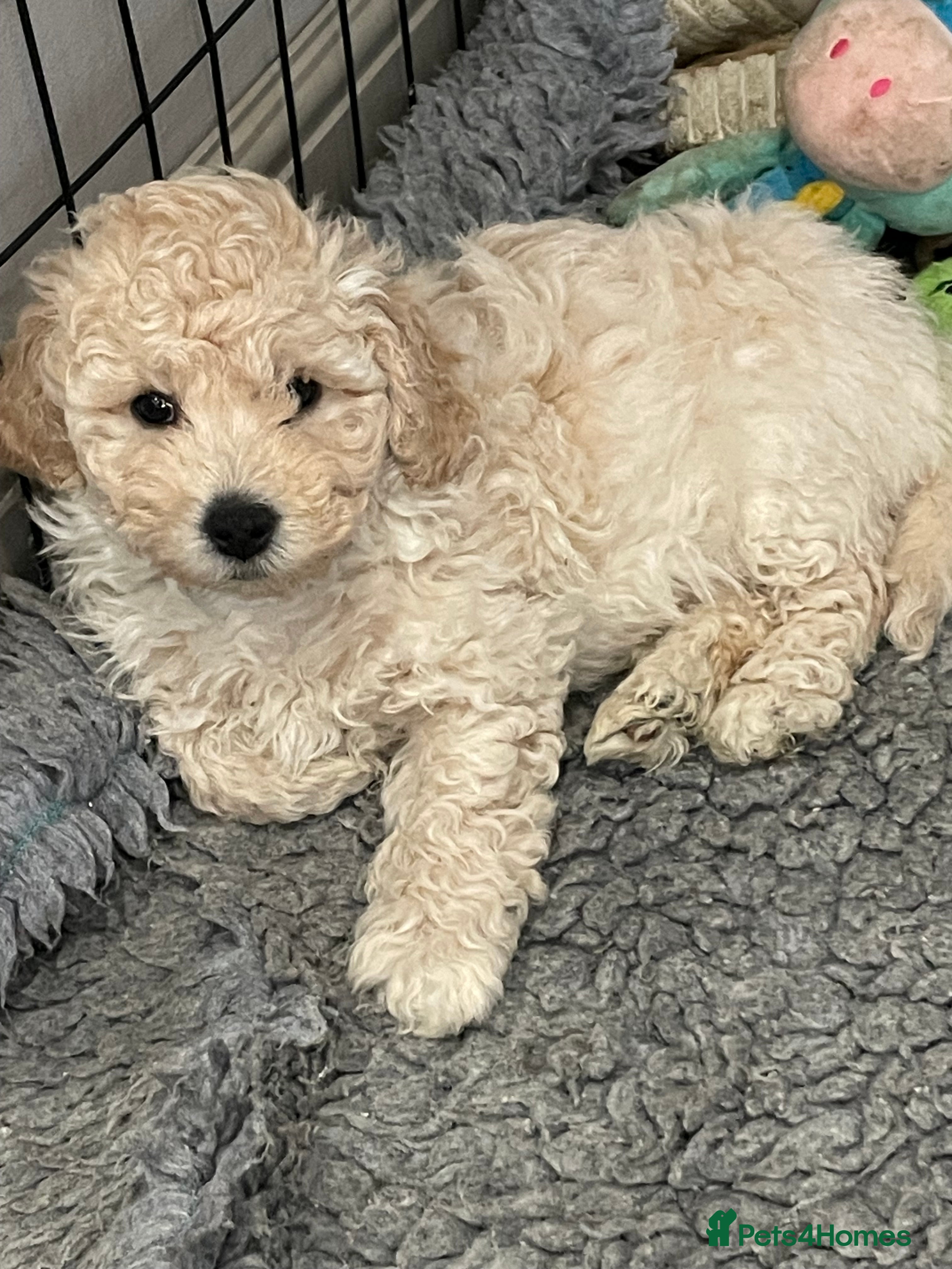 Double Doodle dogs Miniature double doodle puppies - Advert 1