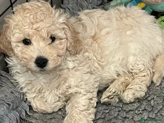 Double Doodle dogs Miniature double doodle puppies - Advert 1