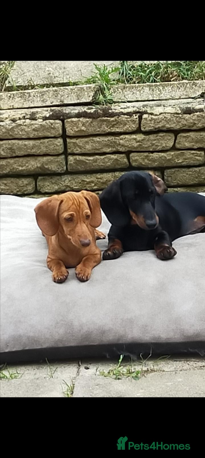 Miniature Dachshund dogs Minute smooth daschund  - Advert 6