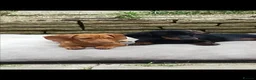Miniature Dachshund dogs for sale: Minute smooth daschund  in Middlesbrough - Advert 1
