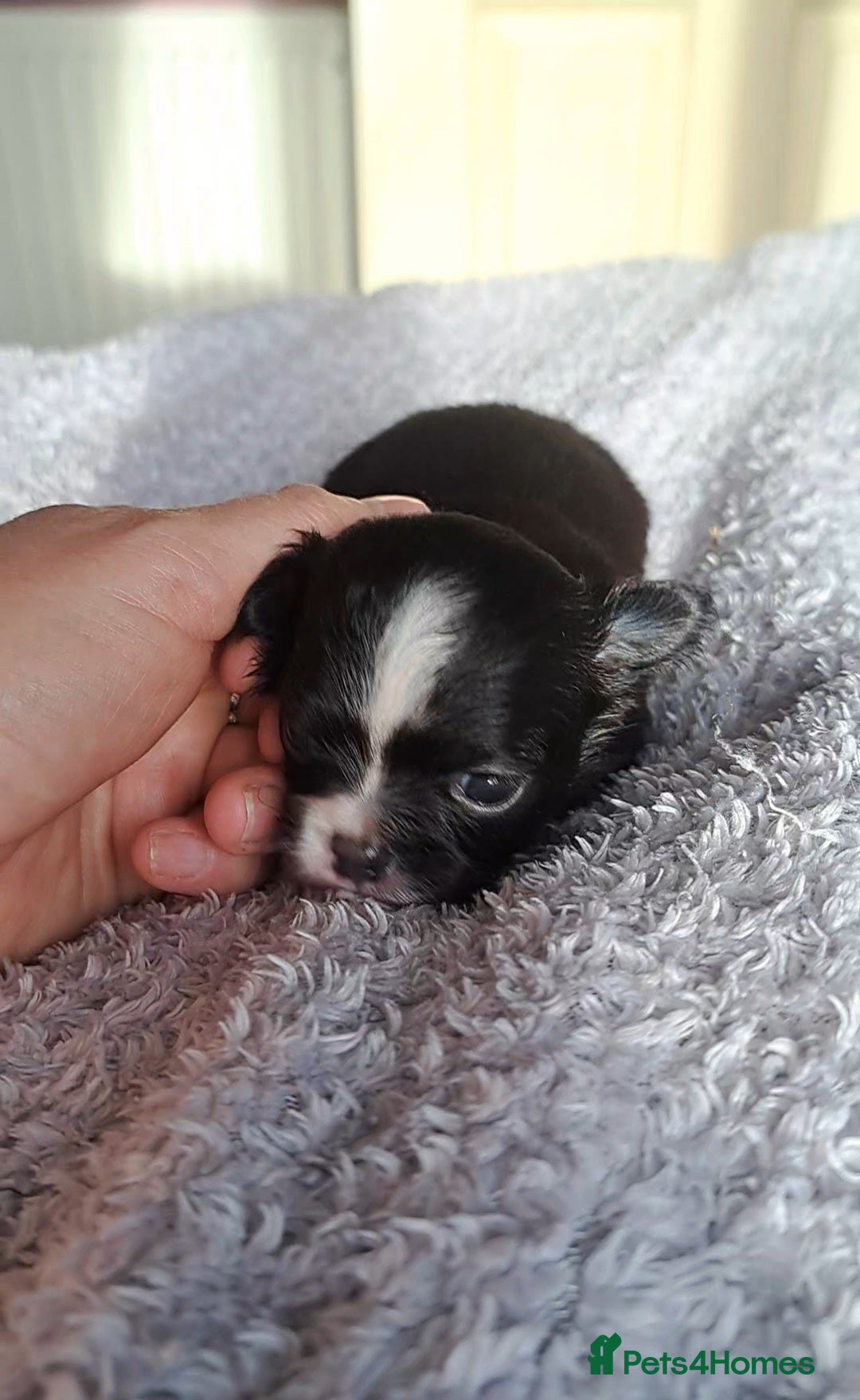 Chihuahua dogs for sale: Long Coat Chihuahua Puppies for Sale - Advert 14