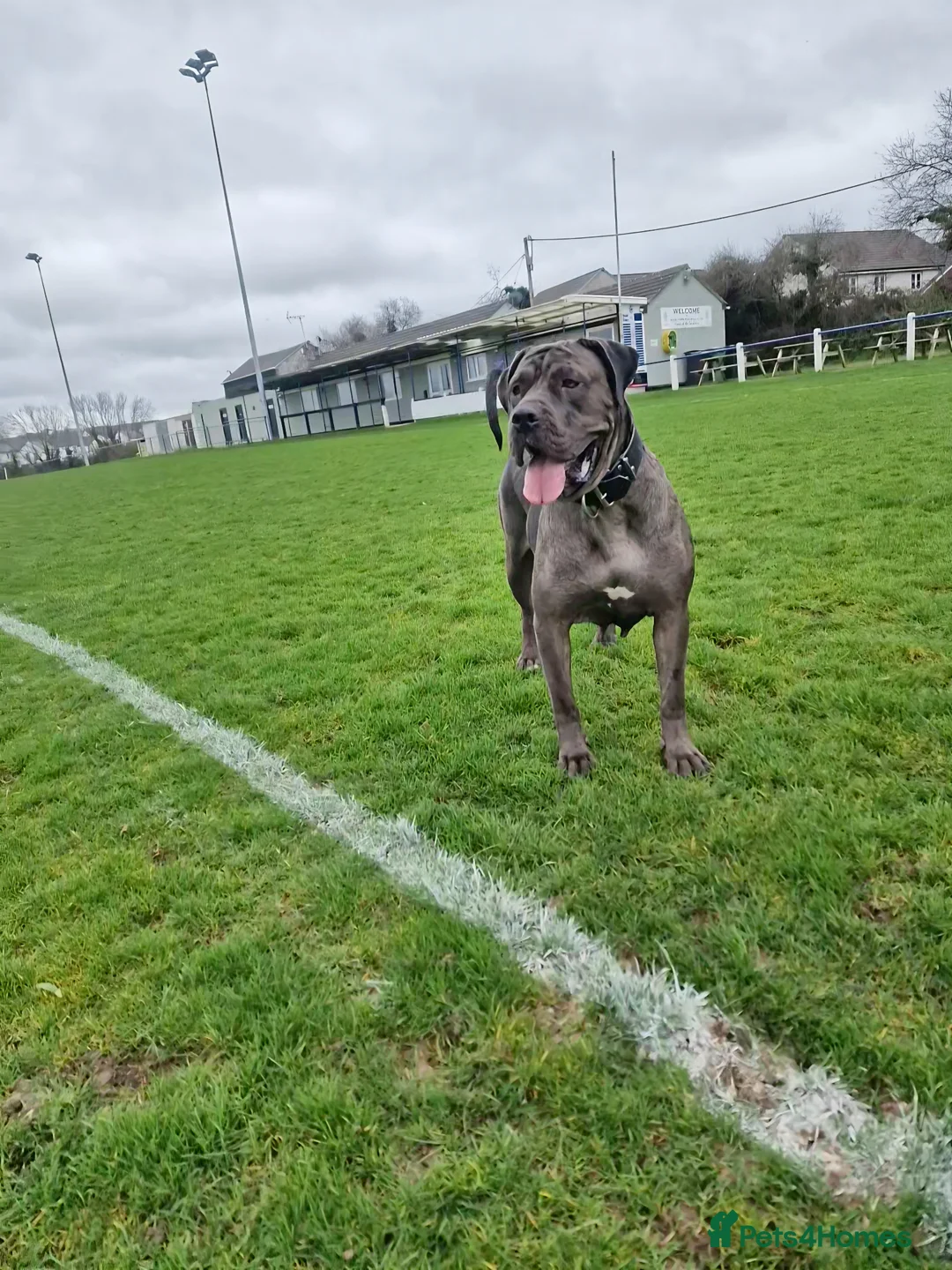 Mixed Breed dogs for sale: Blue 2 year old Presa X - Advert 2