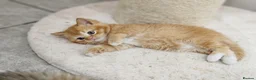 British Shorthair cats for sale: Adorable Kittens Ready For Reservation  in Leamington Spa - Advert 13