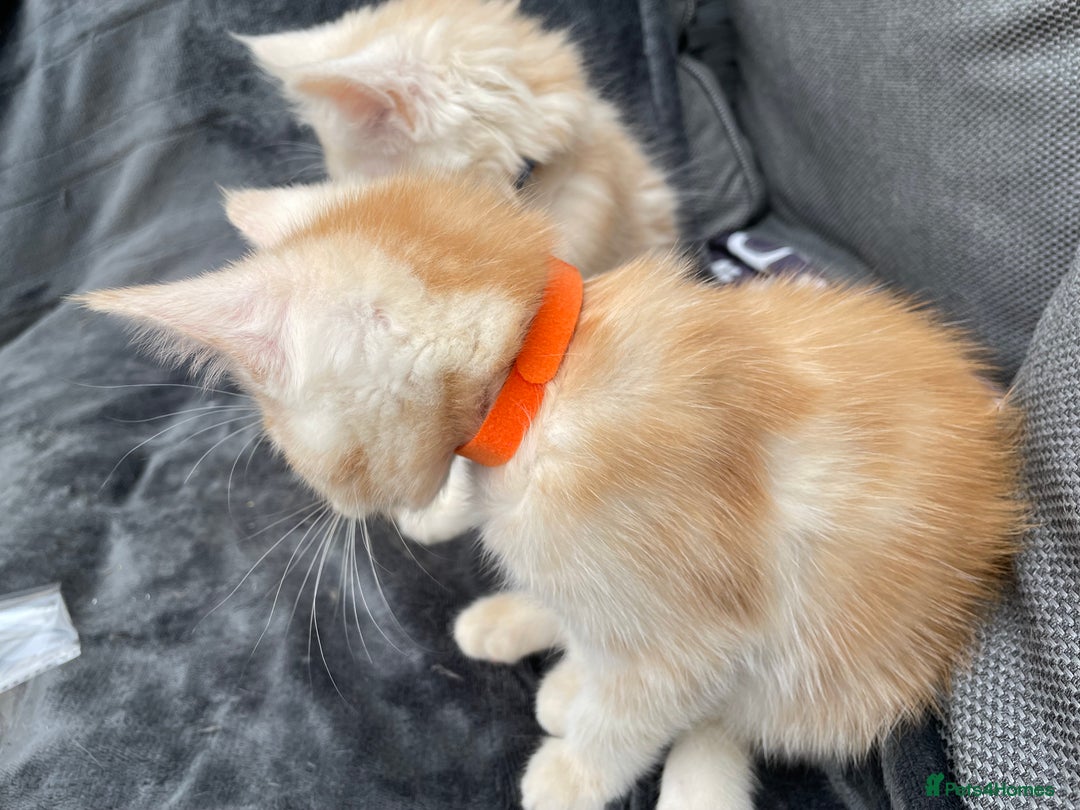 Maine Coon cats for sale: Maine Coon Cross Kittens 3 Girls , 2 Boys - Image 10