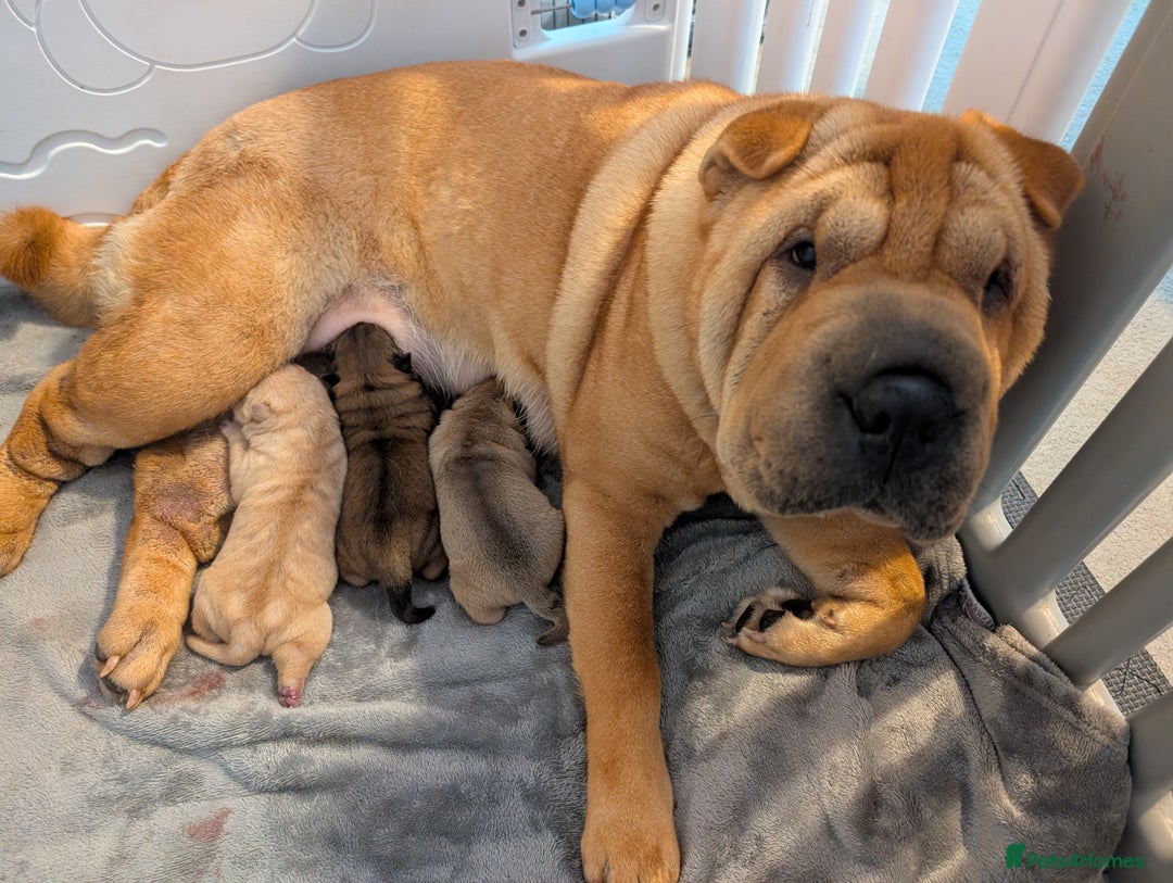 Shar Pei dogs for sale: ONLY 2 LEFT! Beautiful Champion Shar Pei Puppies!  - Image 5