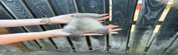 Ferret rodents for sale: Ferret kits - Advert 5