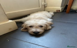 Labradoodle dogs for sale: Gorgeous labradoodle puppy  - Image 8