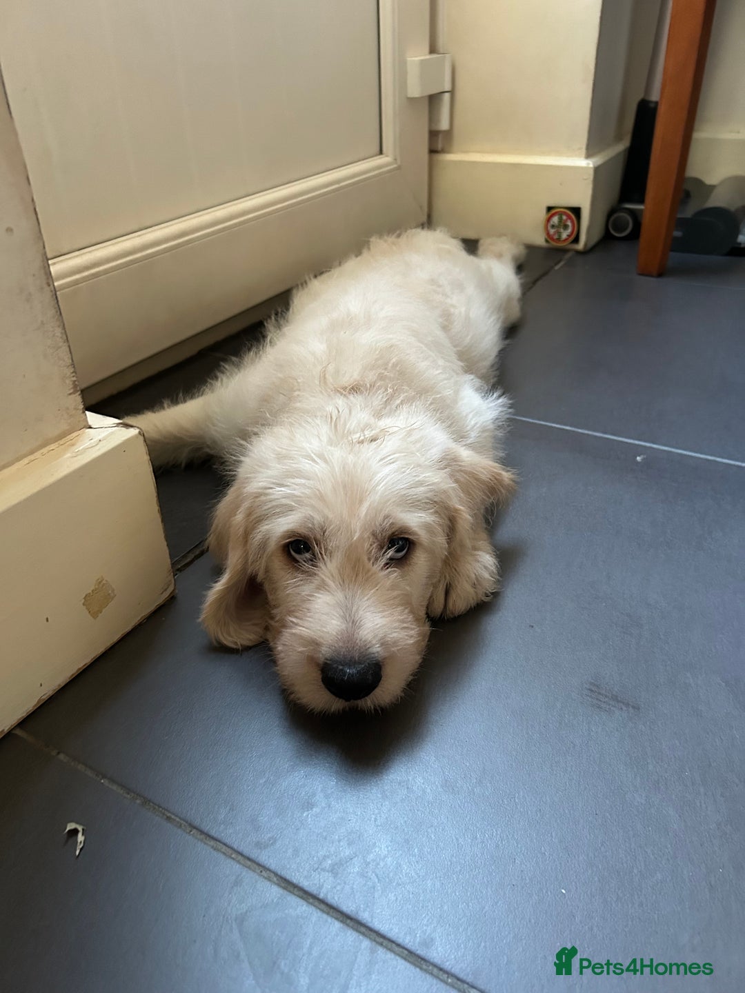 Labradoodle dogs for sale: Gorgeous labradoodle puppy  - Image 8