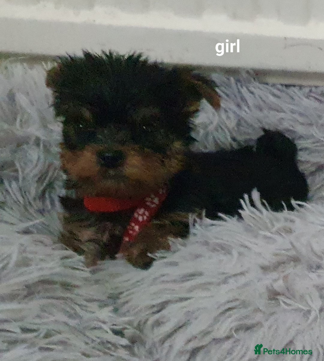 Yorkshire Terrier dogs for sale: Yorkshire terrier puppies 2 girls  - Advert 19