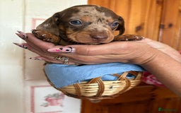 Dachshund dogs for sale: Our 7 Adorable Dachshund Puppies Ready for Homes - Image 3