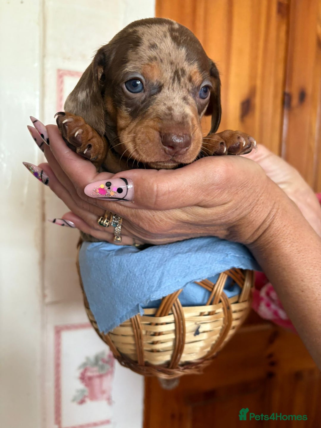 Dachshund dogs for sale: Our 7 Adorable Dachshund Puppies Ready for Homes - Image 3