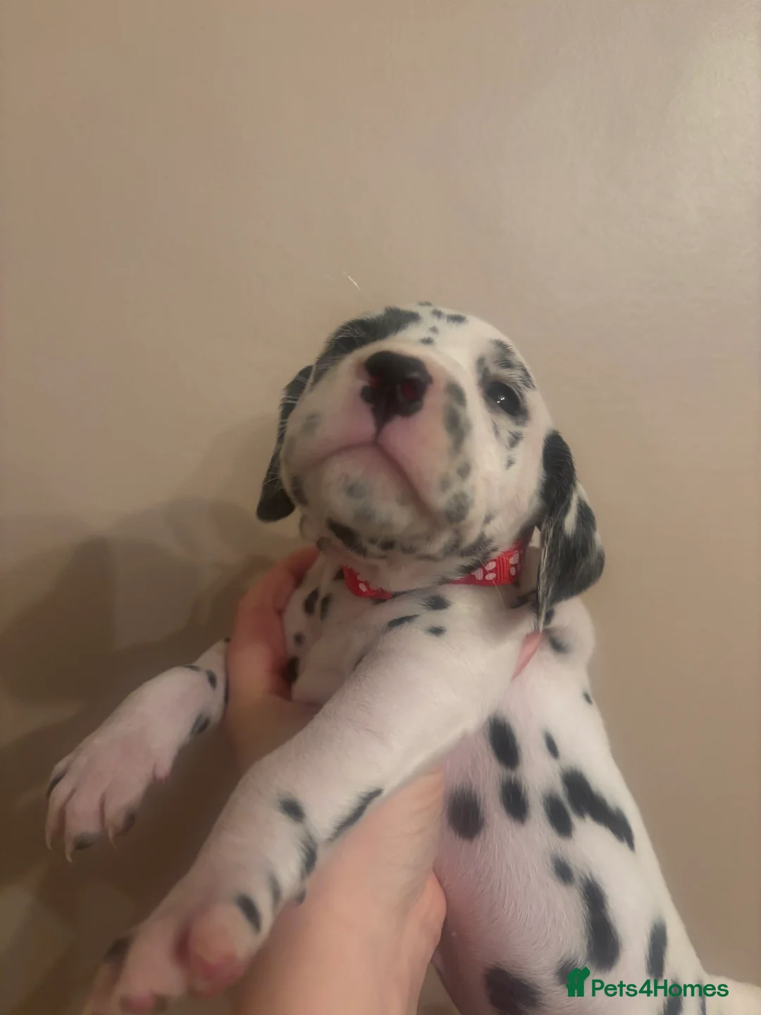 Dalmatian dogs for sale: Dalmatian puppies  in Cheadle - Advert 2