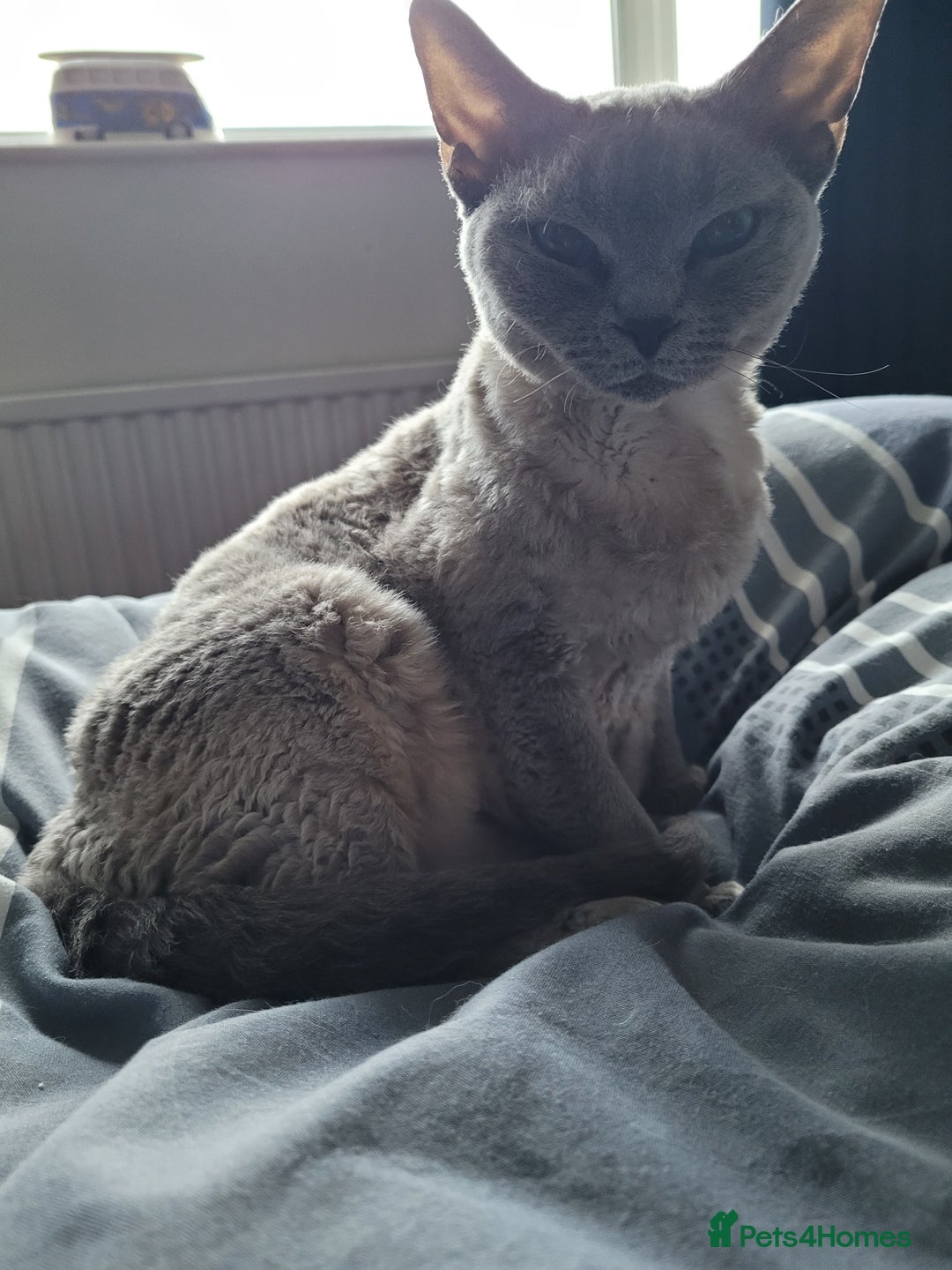 Devon Rex cats for sale: Beautiful GCCF Devon Rex kittens - Image 24