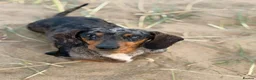 Miniature Dachshund dogs for sale: miniature dachshund puppies for sale  - Advert 4