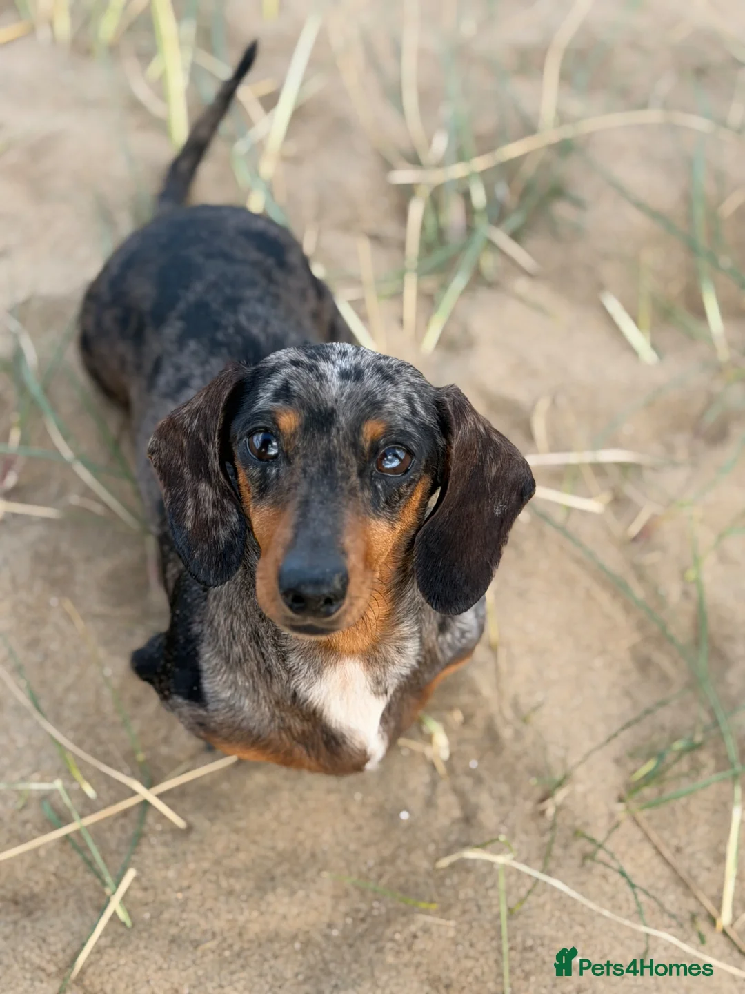Miniature Dachshund dogs for sale: miniature dachshund puppies for sale  - Advert 4