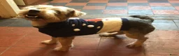 Mixed Breed dogs for sale: Norfolk x mini Dachs puppies - Advert 2