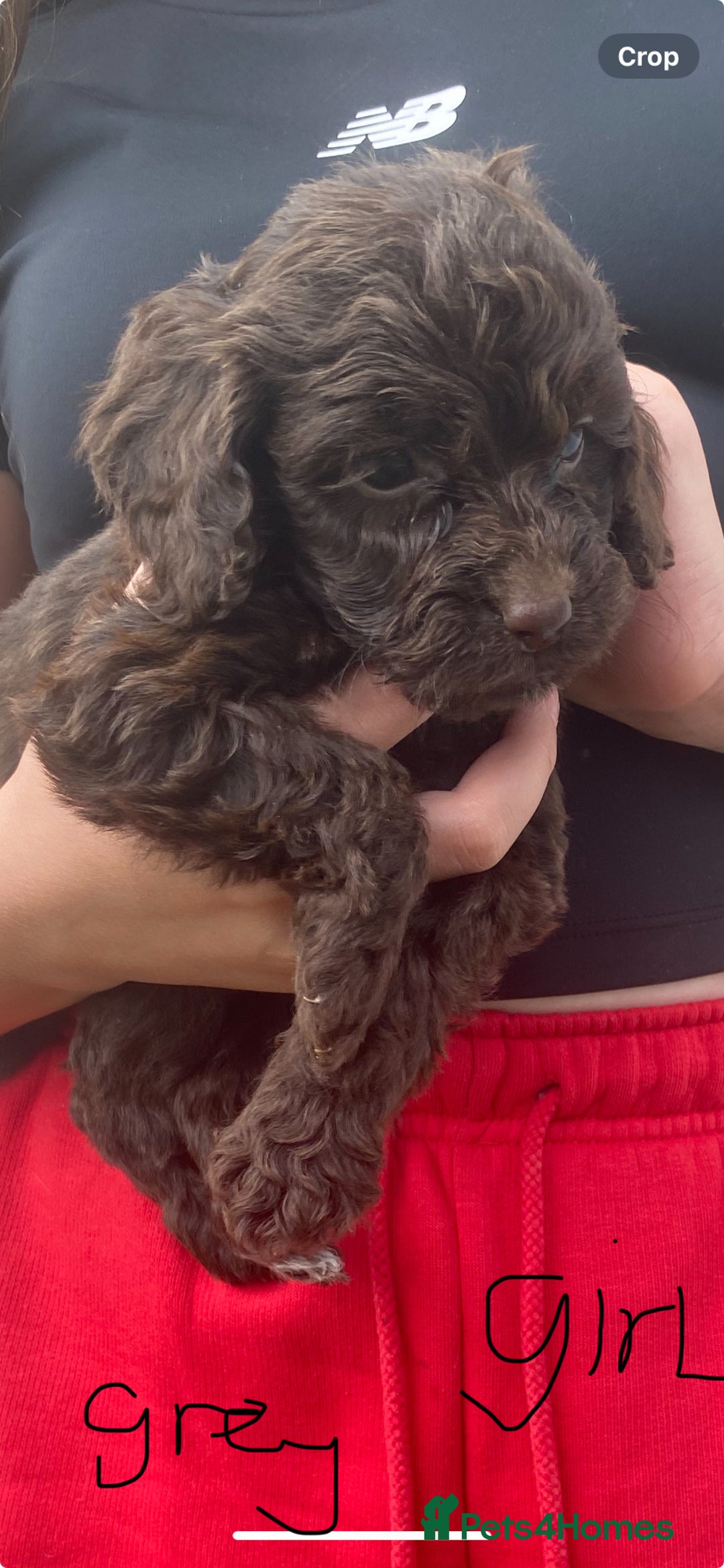 Cockapoo dogs for sale: Chocolate Cockapoo puppies - Image 1