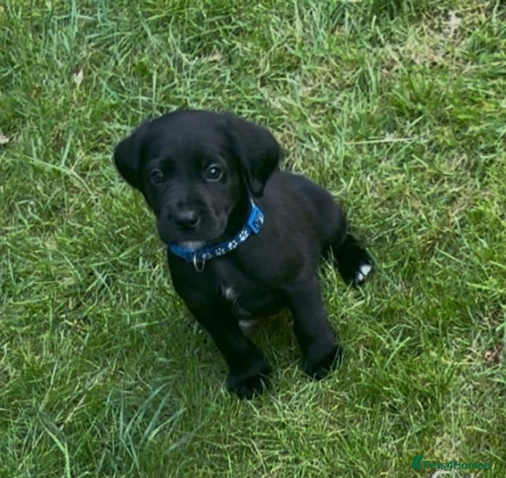 Cockerdor dogs LAST 1 BOY Working Cockador Pups chocolate black  - Advert 1