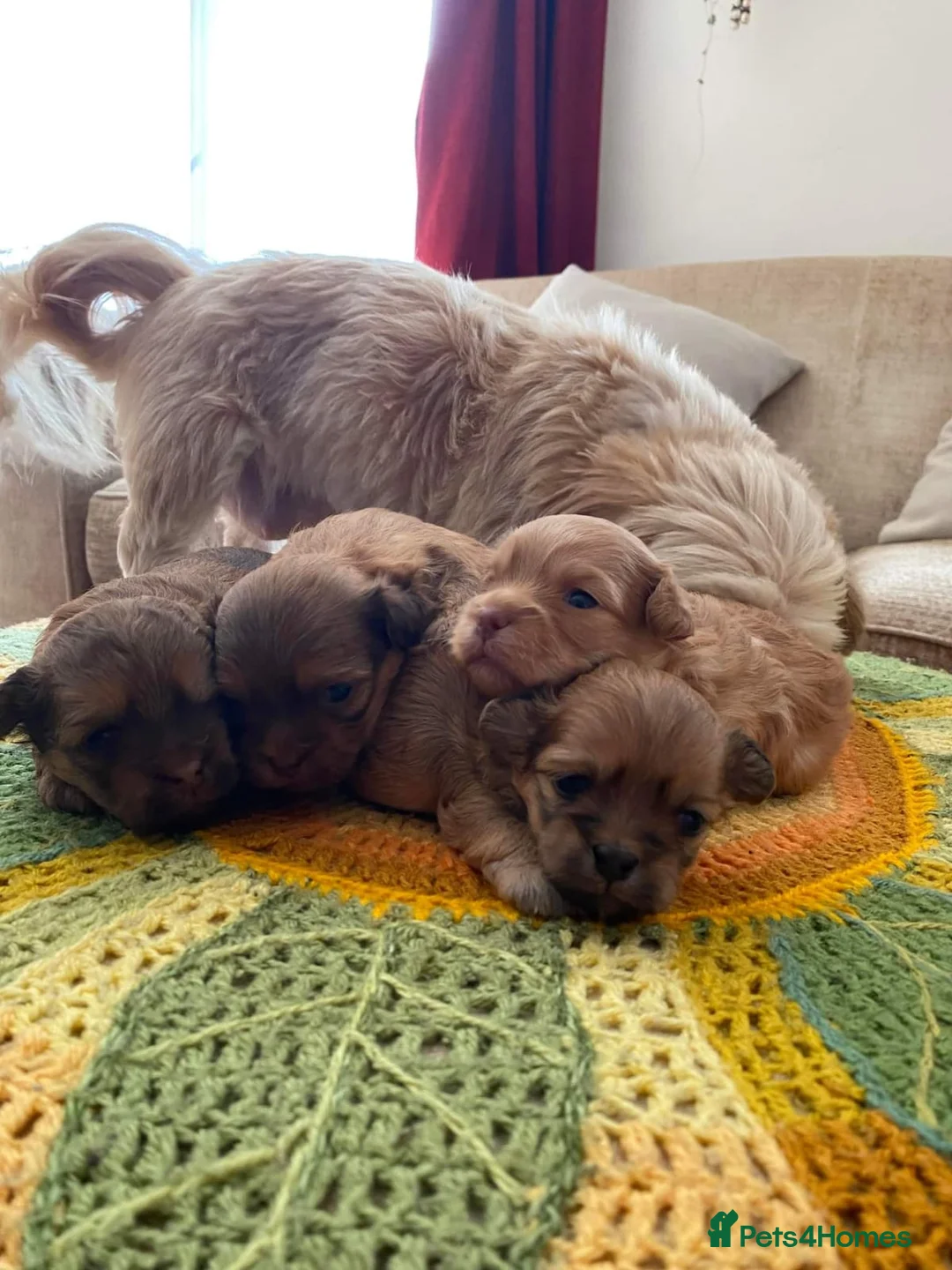Toy Poodle dogs for stud: Biscuit, proven toy poodle available for stud in Saint Austell - Advert 8