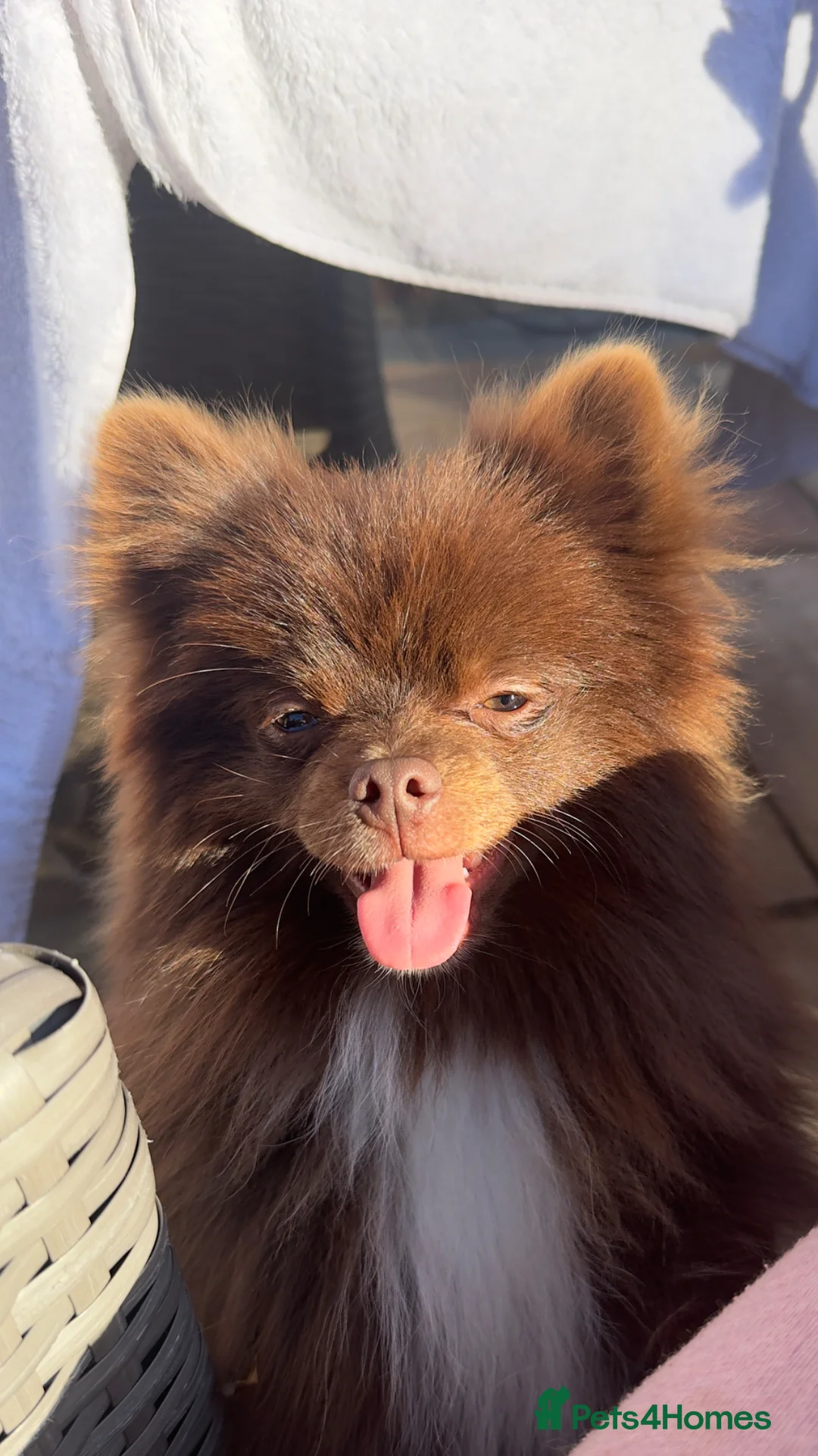Pomeranian dogs for sale: Chocolate Pom champion Russian line kc reg  - Advert 4