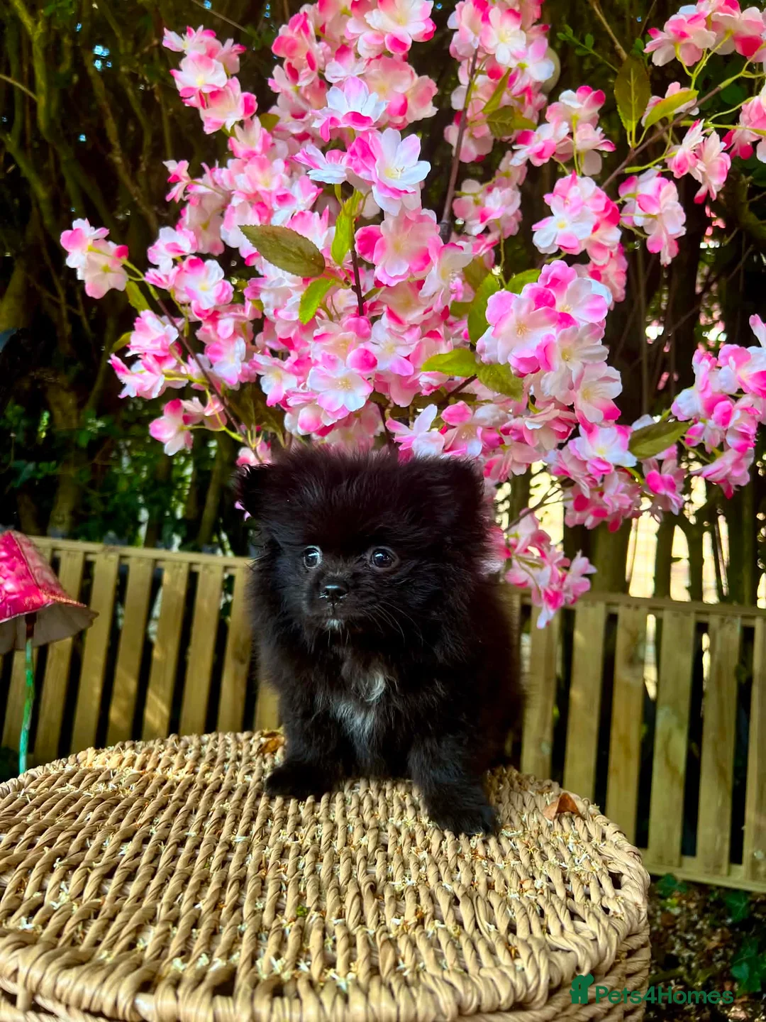Pomeranian dogs for sale: Extra small Last Girl Pom  - Advert 1