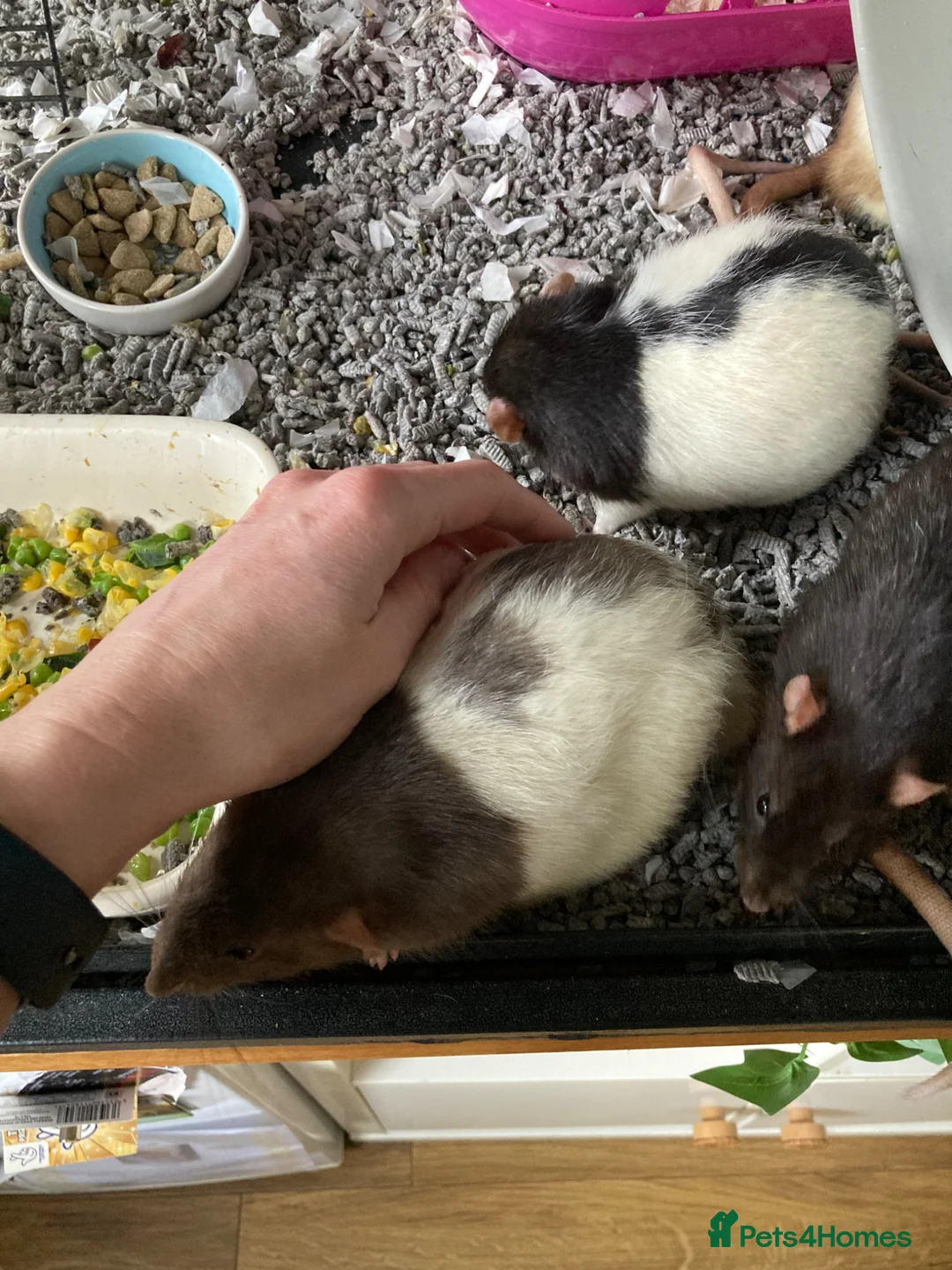 Rat rodents for sale: 4rats & full cage set up  in Plymouth - Advert 2