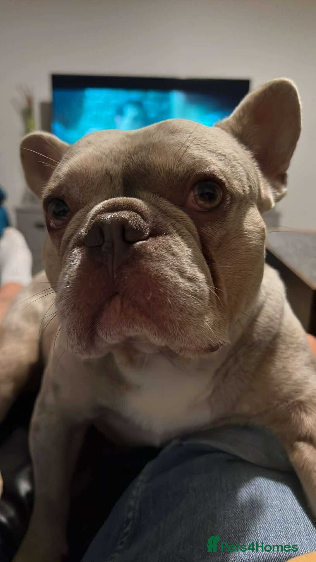 French Bulldog dogs for stud: Charlie available for stud - Image 4