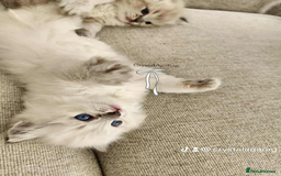 Ragdoll cats for sale: 🐾🌸GCCF Adorable purebred Ragdoll Kittens🌸🐾 - Image 7