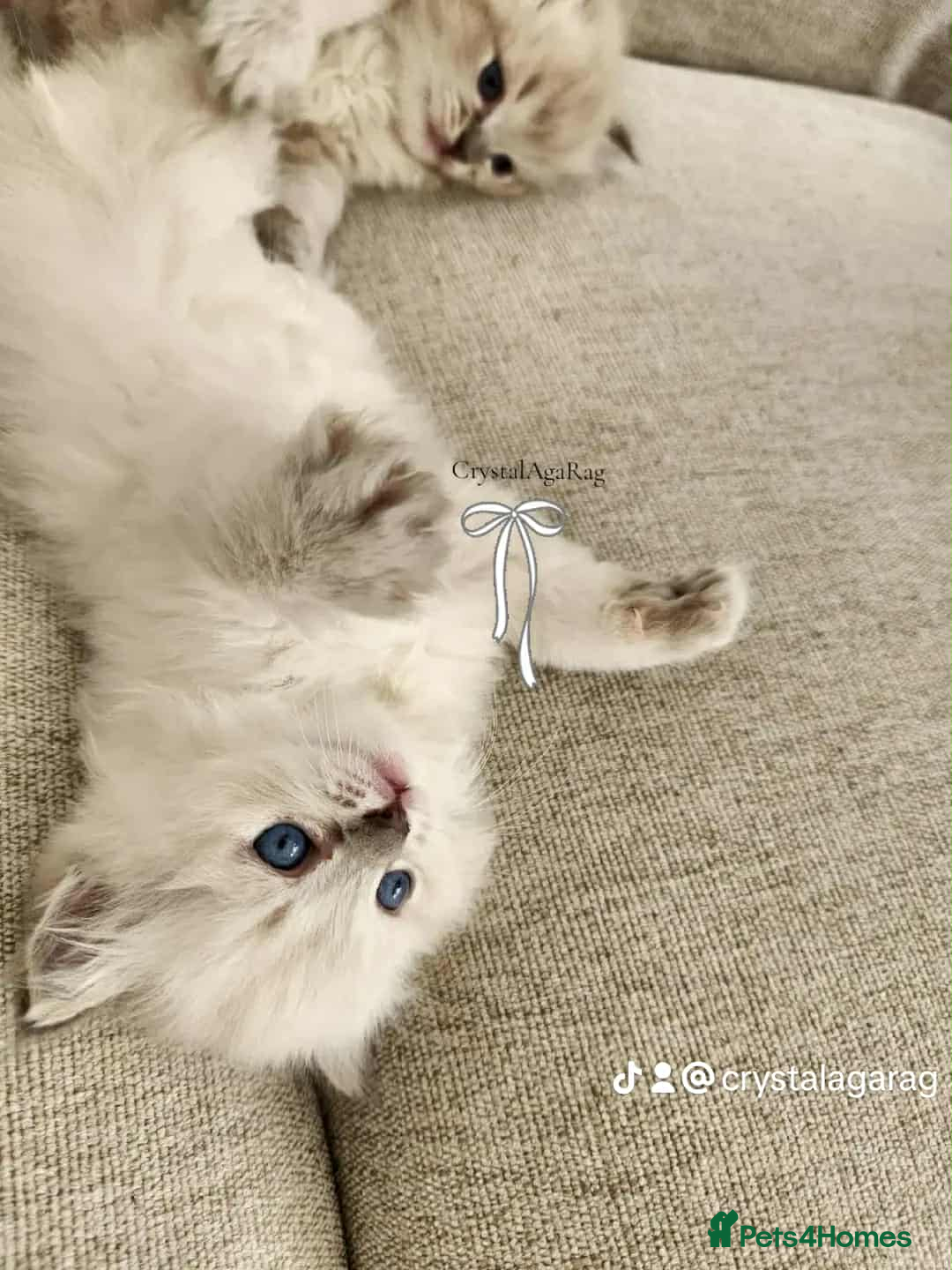 Ragdoll cats for sale: 🐾🌸GCCF Adorable purebred Ragdoll Kittens🌸🐾 - Image 7