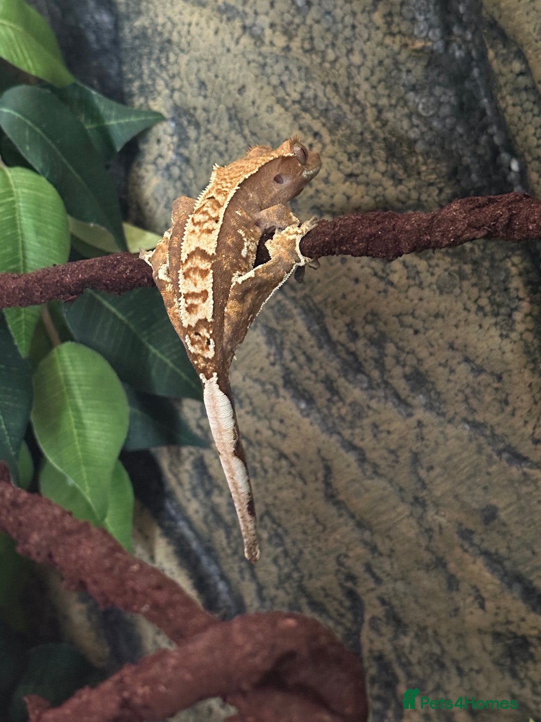 Gecko reptiles for sale: 2 Female leopard geckos and Crested gecko for sale - Image 6