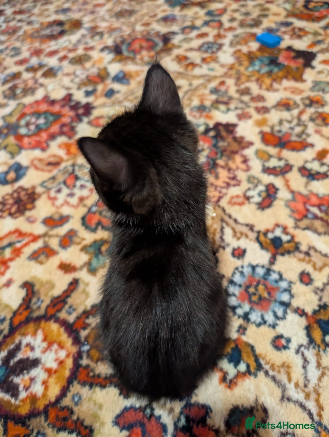 Mixed Breed cats for sale: Beautiful little girl  - Advert 5