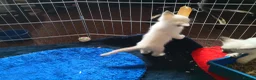 Ragamese cats for sale: Fluffy Ragdoll Cross Siamese Kittens - Advert 3