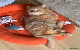 British Longhair cats for sale: BRIRISH long hair kittens - Image 5