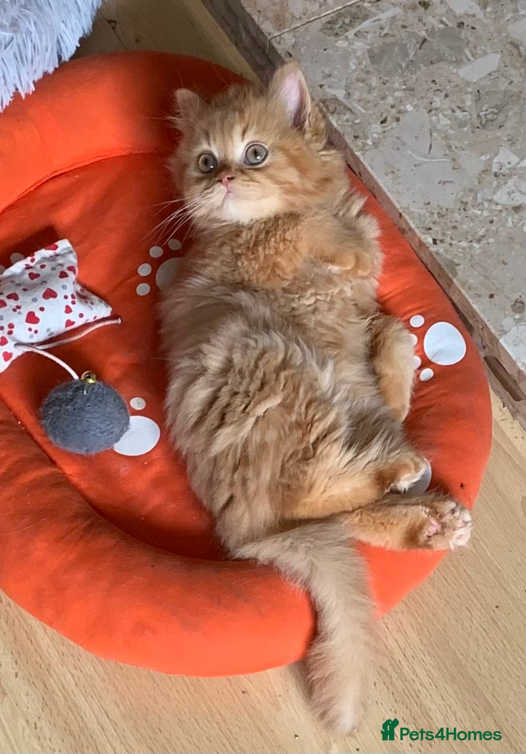 British Longhair cats for sale: BRIRISH long hair kittens - Image 5