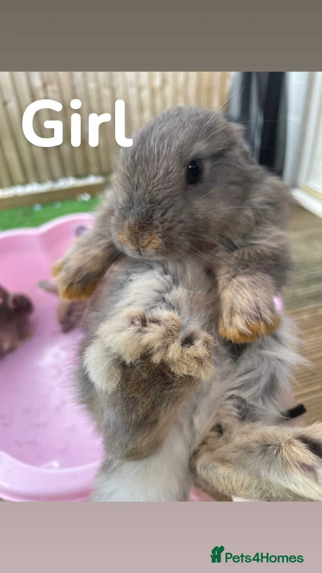 Mixed Breed rabbits for sale: 5 rabbits for sale (£50 each) in Witney - Advert 1