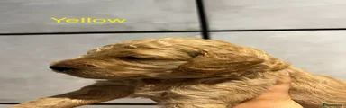 Yellow collar